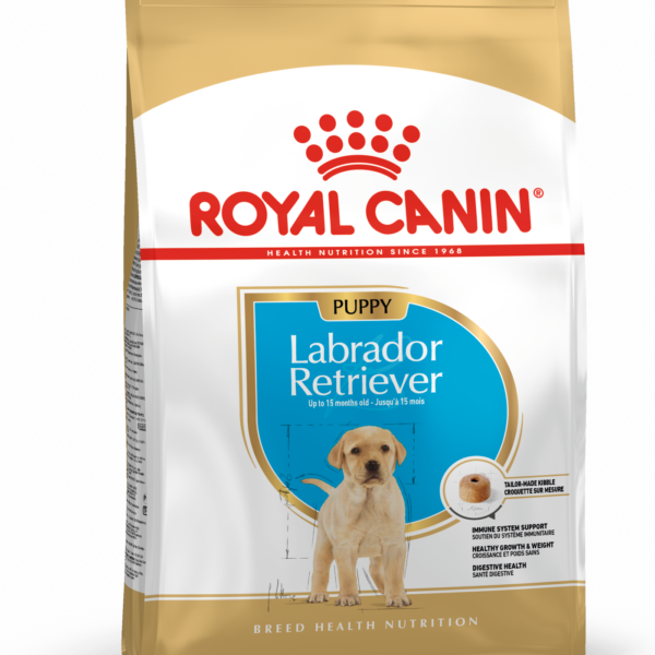 BHN Dog Labrador Retrievier Puppy 3 kg